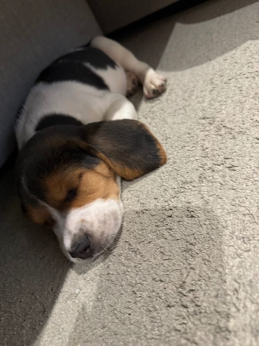 Beagle Tricolor Vacinado