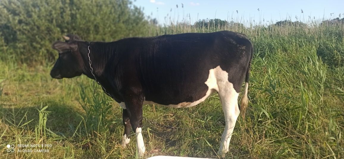 Продам телиць з під високоудойних корів