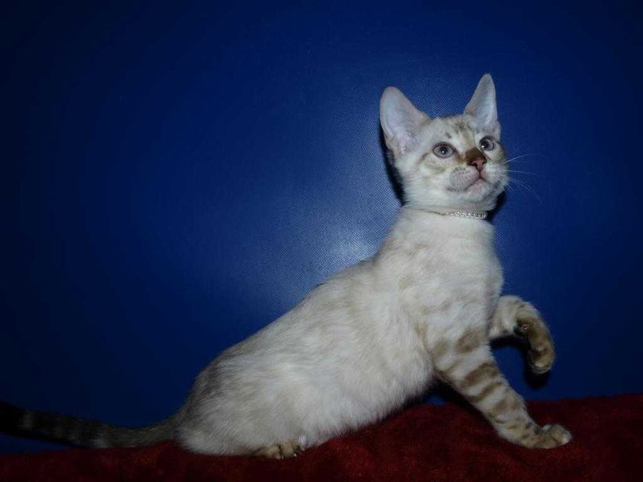 Бенгальские котята снежного окраса . Мальчики и девочки. Документы.