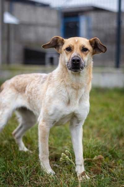 Porzucona młoda Bianka szuka spokojnego domku