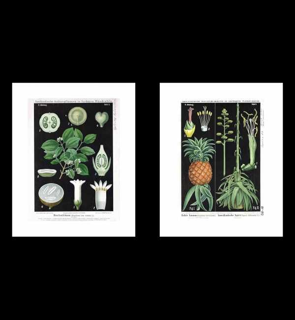 Plakaty Botaniczne, Tablice z Ananasem