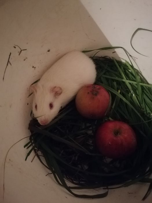 Малята морської свинки.