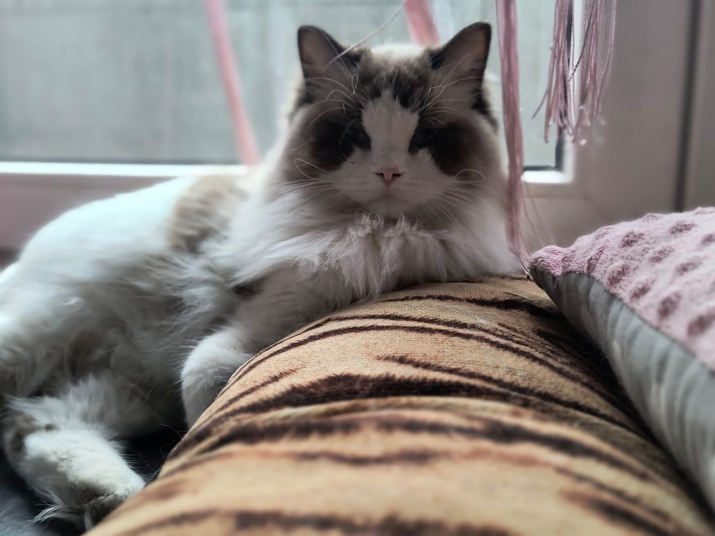 Rogdoll gotowe do odbioru