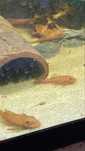 Ancistrus Red