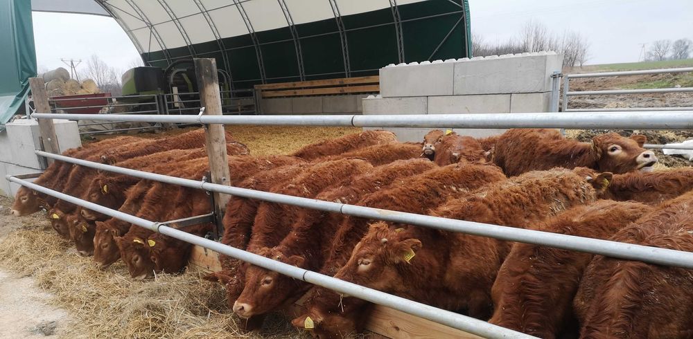 Odsadki Opasy Jałówki Byki Mięsne Limousine 100%