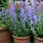 Catnip-nepeta 400 sementes