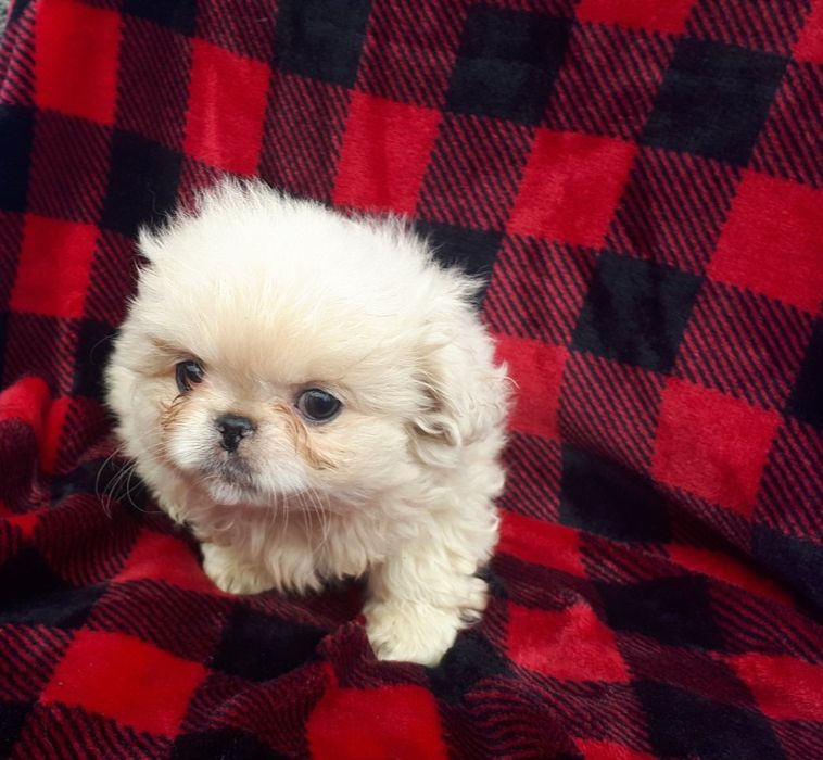 Продам цуценя пекінеса - дівчинка