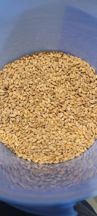 Pszenica czyszczona Patras wiana zboże