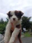 Szczeniak Border Collie –chocolate & White– do rezerwacji