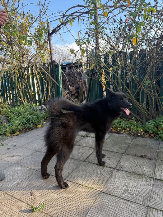 Продам руско-європейська лайка
