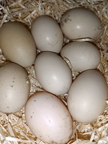 20грн/шт продам інкуб яйце індокачки, (мускусна, шипуни.)