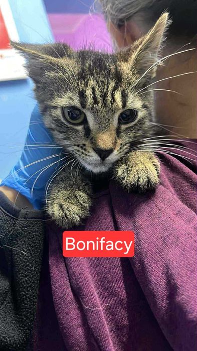 Bonifacy szuka domu