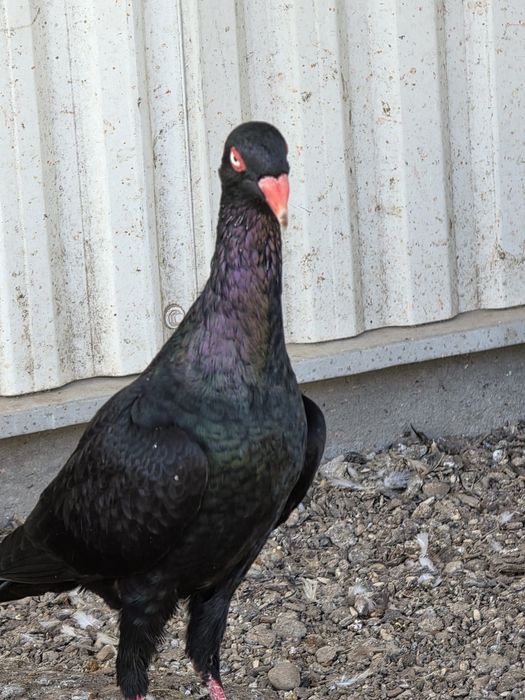 Czarne duńskie lotne