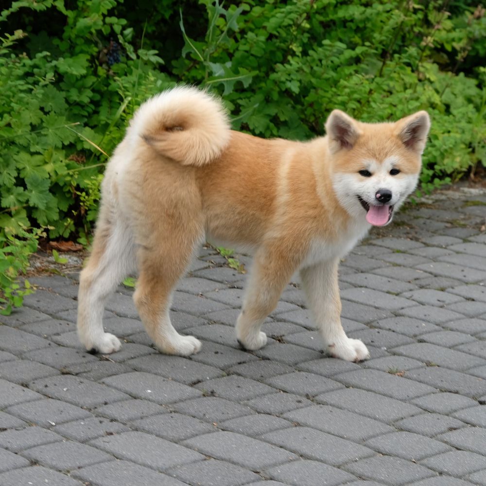 Akita inu akita japońska suczka fci zkwp gotowa do odbioru