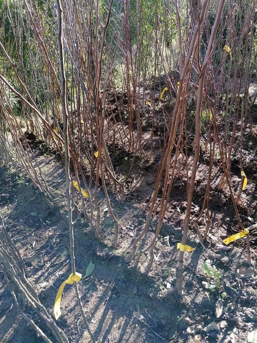 Árvores de fruto de excelência