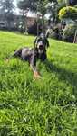 Szczenie Doberman