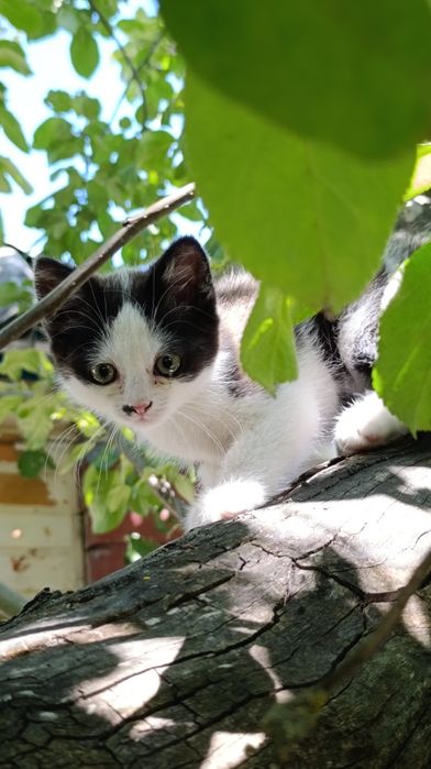 Кошеня в добрі руки
