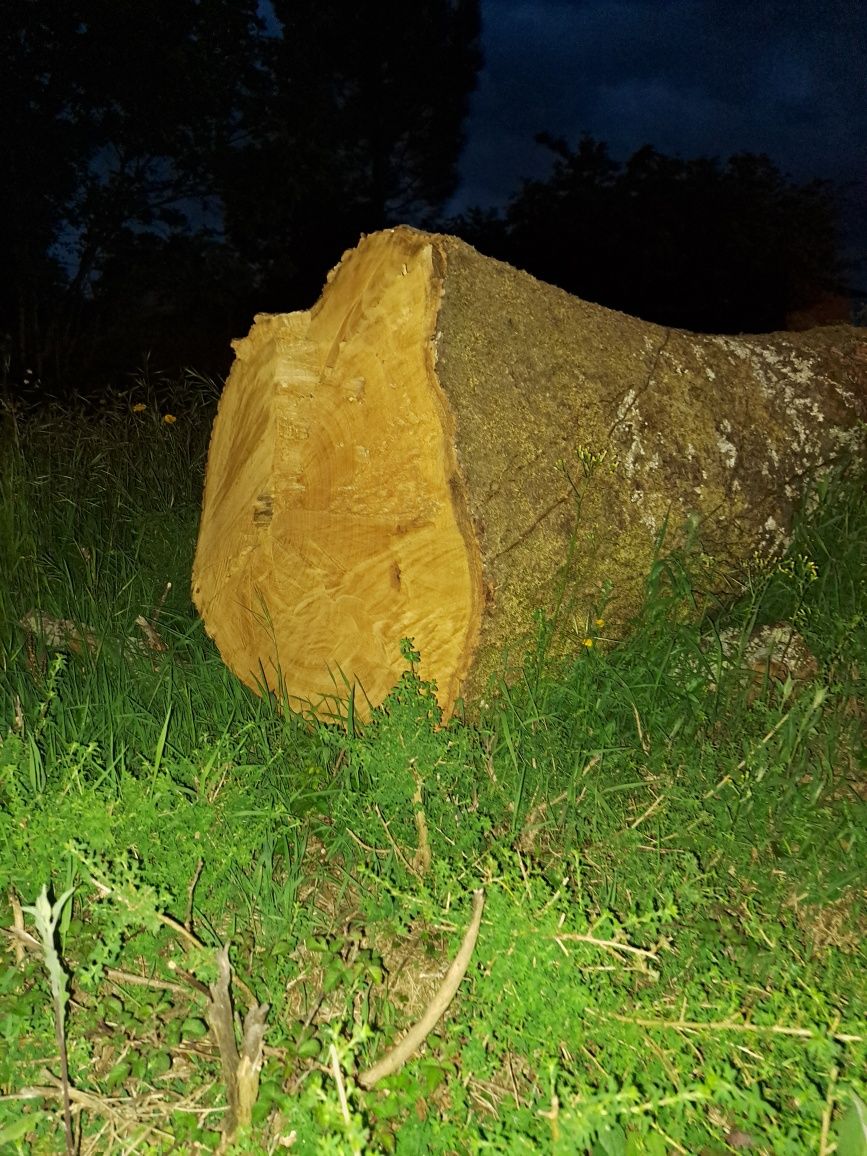 Tronco de castanheiro