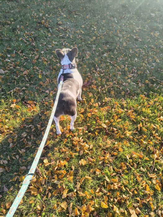 buldog francuski suka dorosła