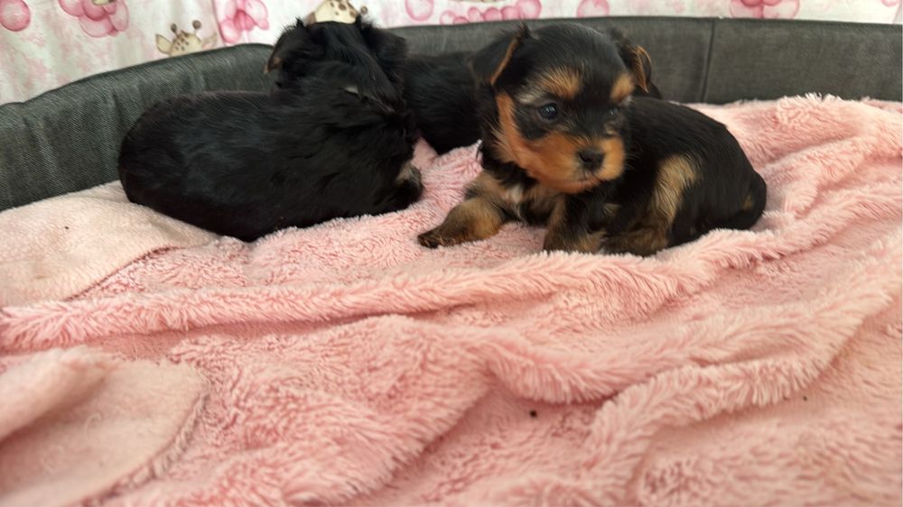 Yorkshire terrier piesek uci