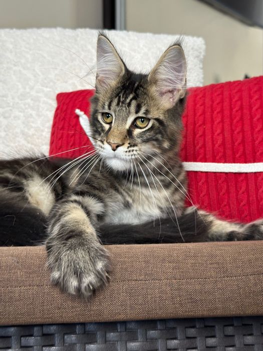 Timon-Kocurek Maine Coon