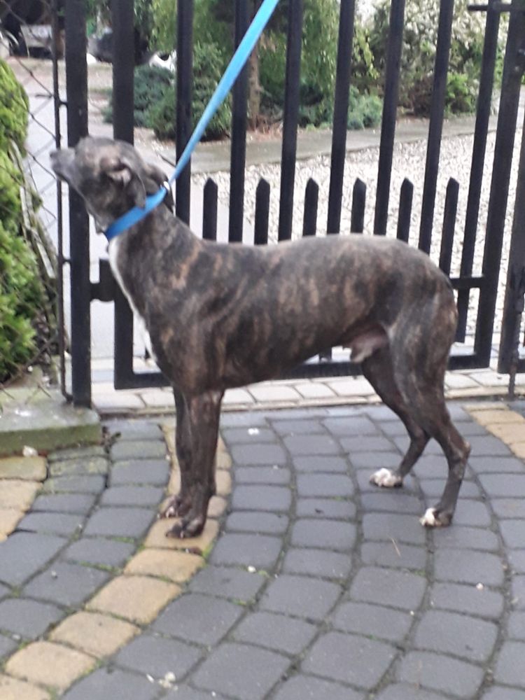 Chart angielski whippet pies