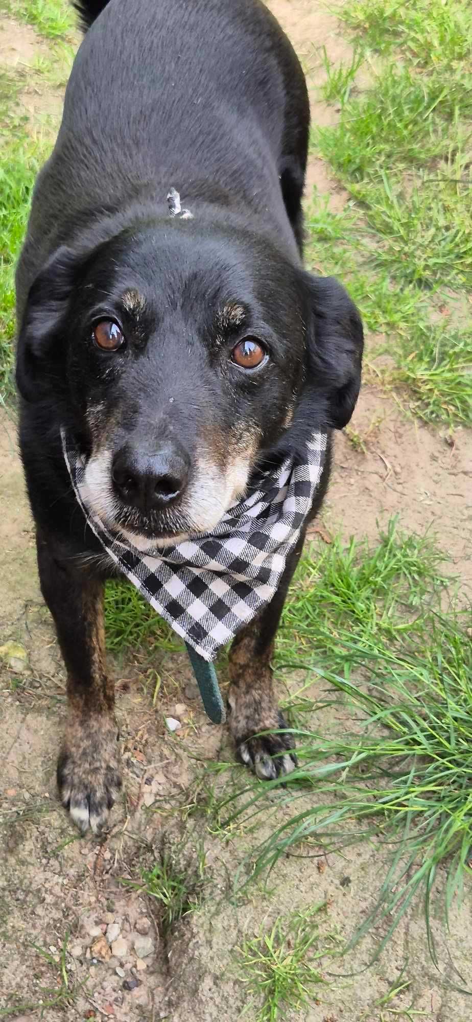 Piesek około 7 lat