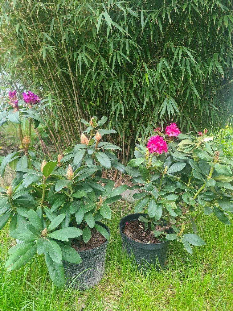 Rododendron Różanecznik zimozielony krzew kwinacy duże sadzonki