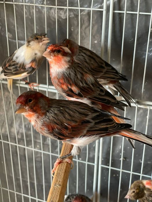 Canarios arlequim  portugues