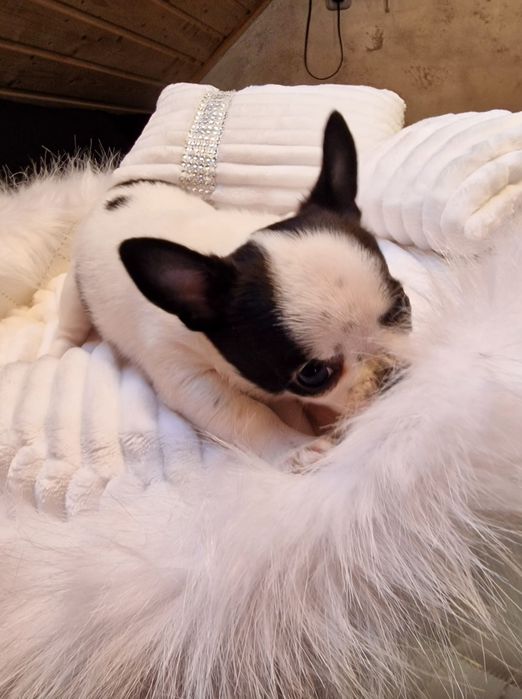 Biało czarny piesek Chihuahua. Krótkowłosy. Typu klasycznego.