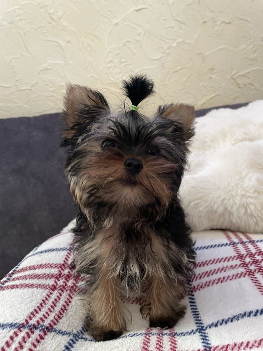 Чистопородні дівчата йоркширського терєра