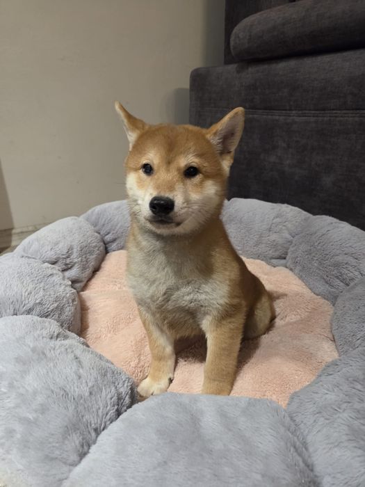 Shiba inu piesek szczeniak