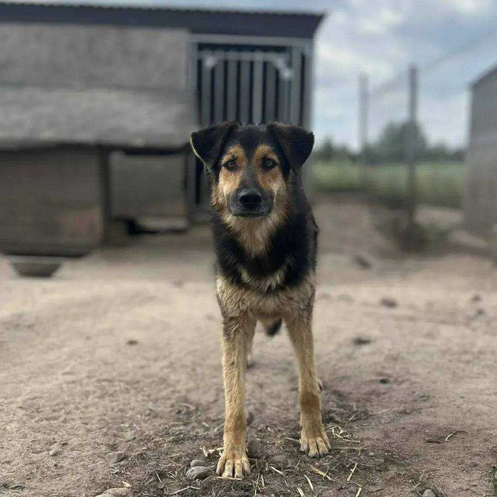 Czy znajdzie się ciepły kąt dla tego uroczego psiaka? Borowik