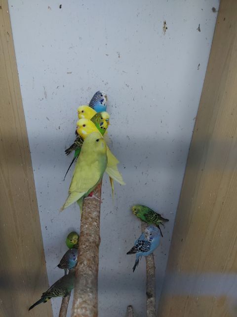 Sprzedam młode papugi faliste.
