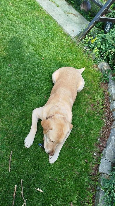 Oddam psa labladodra