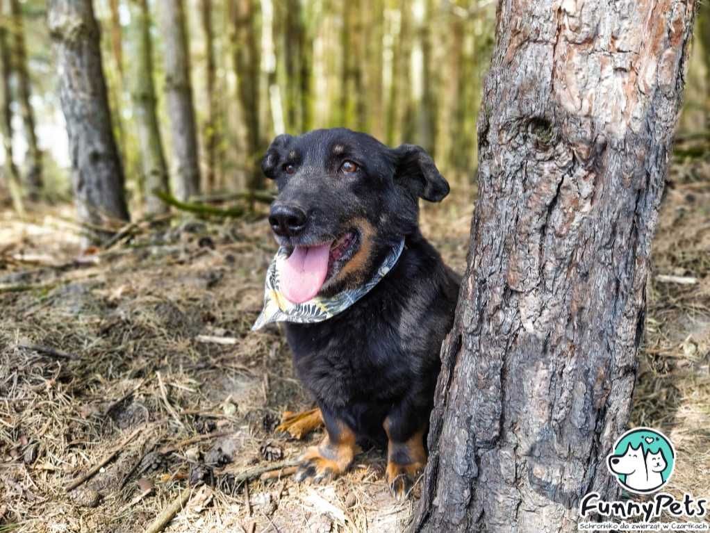 Przyjacielski, miły psiak Kuks poleca się do adopcji!