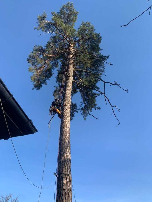 Зріз аварійних дерев! Кронування дерев|Видалення дерев|Корчування пнів