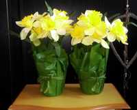 Żonkile narcyzy piękny bukiet kwiatowy Wiosna ok 40 cm Nowy