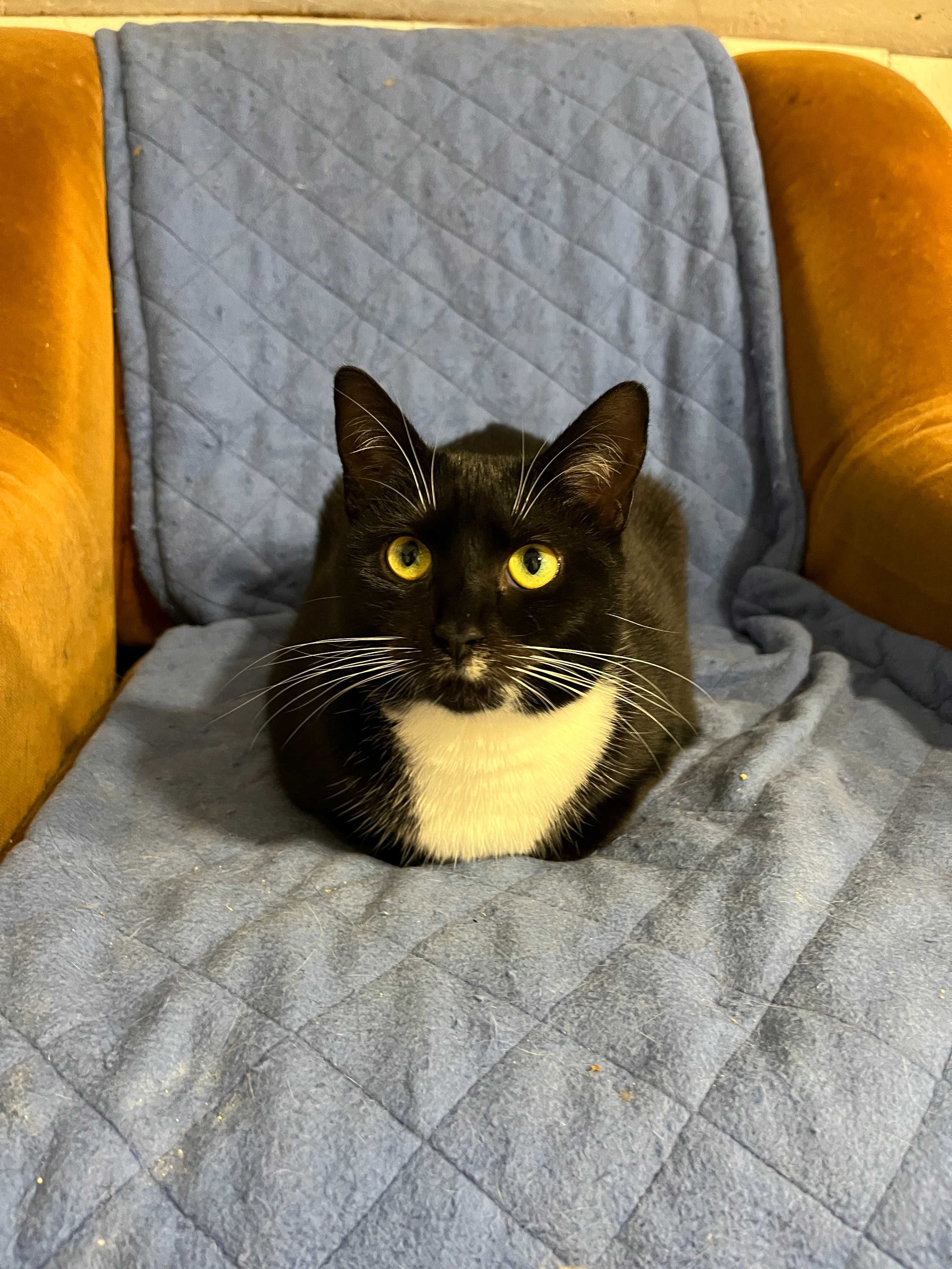 Hania, Frania, Zuzia, Rózia, Matylda siostrzyczki do adopcji