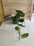 Epipremnum pinnatum variegata szczyt