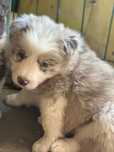 Cachorrinho Border Collie