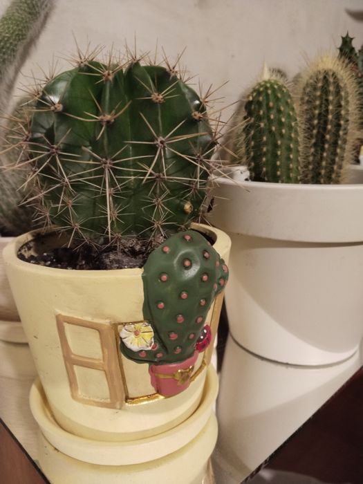 Продам.  кактус .