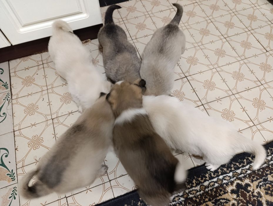 Віддам Безкоштовно в дуже добрі рукиПесиків