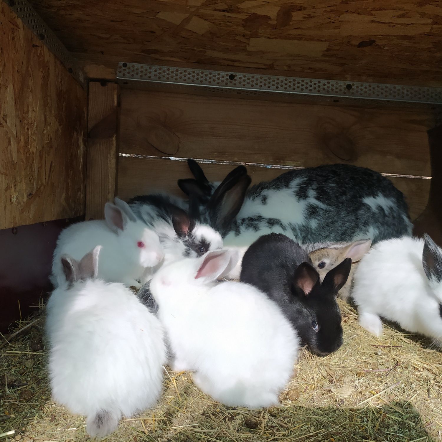 Продам кроликів віком 1 місяць, крольчата, породи бабочка