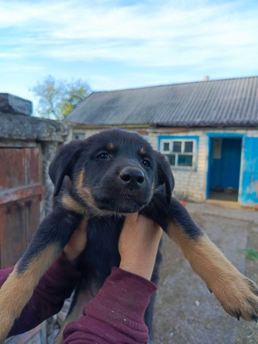 Віддам шинків вівчарки, півтора місячних.