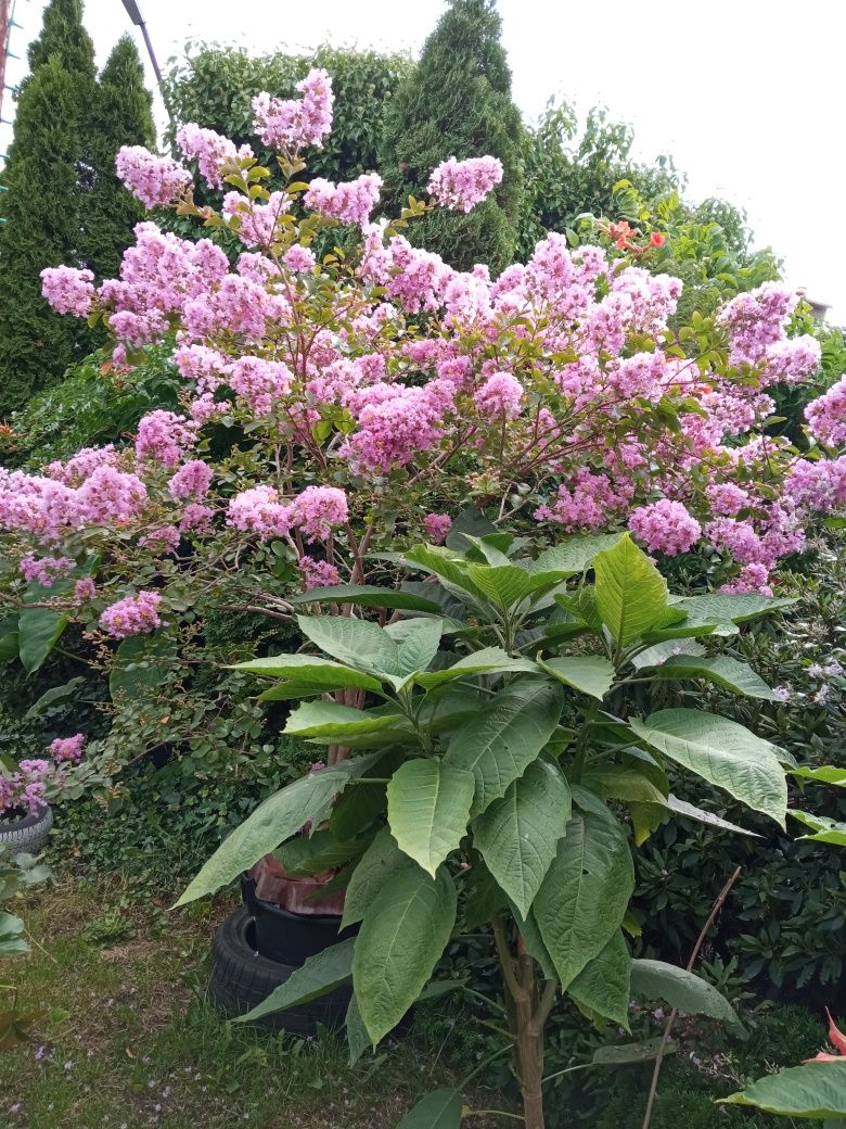 Lagostremia fioletowa