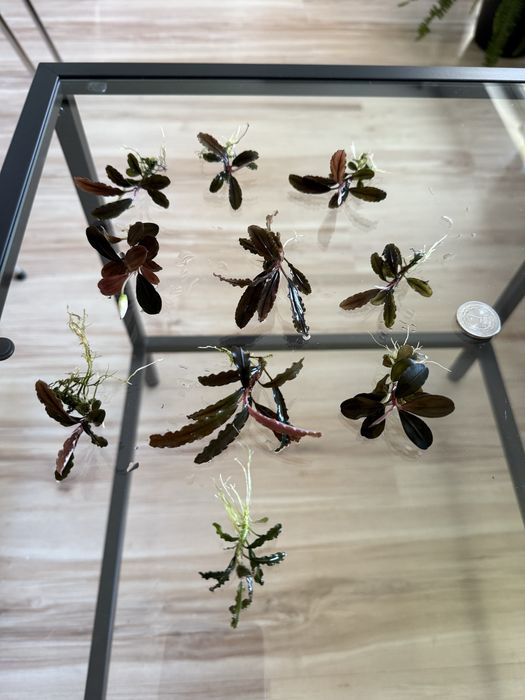 Dekoracja do akwarium Bucephalandra