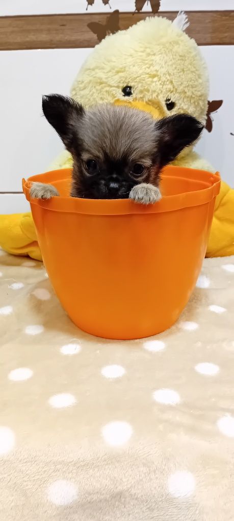 Chihuahua piesek