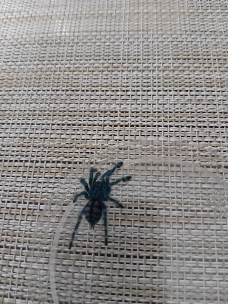 Ptaszniki Caribena Versicolor