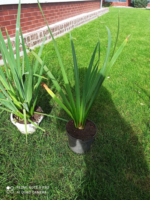 Irys syberyjski kosaciec